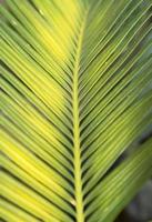 cycad - with small green leaves, is a plant that has a tuber and roots in the ground. It has pointed but beautiful leaves. It is planted for decorating the garden to be as beautiful as nature created. photo