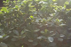 Boxwood - Small green foliage is a very decorative garden plant. The evening sunlight shines warmly against the blurred background and the beautiful bokeh in the evening atmosphere. photo