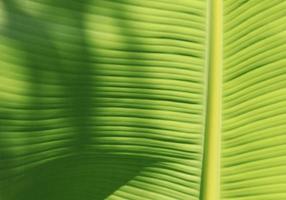 Green banana leaf details with natural patterns and veins form the veins that nourish the leaves to be beautiful and stand out naturally on a sunny blue day. photo