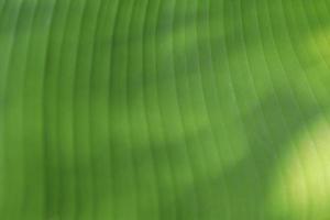 Green banana leaf details with natural patterns and veins form the veins that nourish the leaves to be beautiful and stand out naturally on a sunny blue day. photo