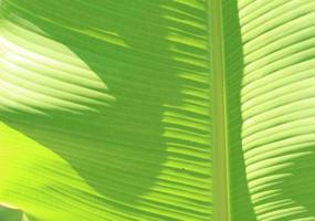 Green banana leaf details with natural patterns and veins form the veins that nourish the leaves to be beautiful and stand out naturally on a sunny blue day. photo