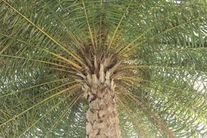 palmeras y hojas de palma verdes tomadas desde un ángulo inferior, o una vista de hormiga, muestran las ramas de las hojas de palma sobre un hermoso fondo verde y contra la luz del cielo al amanecer. foto