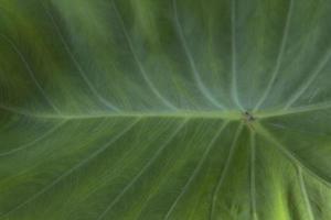 hojas de taro verde con hermosos patrones naturales y agua rodante en las hojas de taro que la naturaleza ha creado para evitar que las hojas de taro se mojen de forma natural. foto