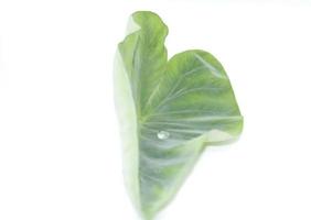 Taro leaves with stripes and patterns on natural leaves built on a white background Shot using flash and electric lights in our own home studio. photo