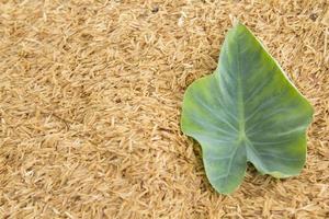 Taro leaves have a pattern and patterns on natural leaves created on a yellow background and a pile of rice husk that was designed to shoot using natural light in the morning, warm light. photo