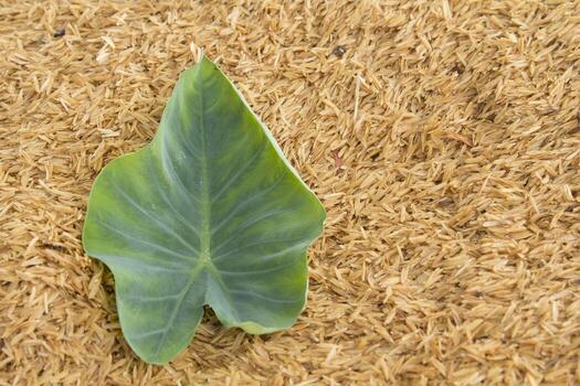 Taro leaves have a pattern and patterns on natural leaves created on a yellow background and a pile of rice husk that was designed to shoot using natural light in the morning, warm light. photo