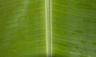 green banana leaves have a pattern and natural leaves create a design that is photographed using natural light in the morning, warm light. The leaves are used for wrapping food in abundance. photo