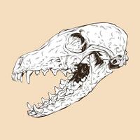 red fox skull head vector