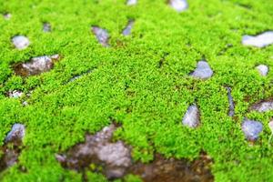 Moss green texture. Moss background. Green moss on cement texture, background. Use this for wallpaper or background image. There is a blank space for text photo