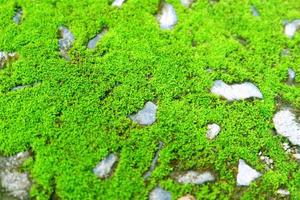 Moss green texture. Moss background. Green moss on cement texture, background. Use this for wallpaper or background image. There is a blank space for text photo