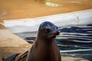 Seal Sticks its Tongue Out During Performance photo