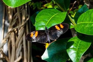 mariposa negra con manchas naranjas se sienta en una hoja