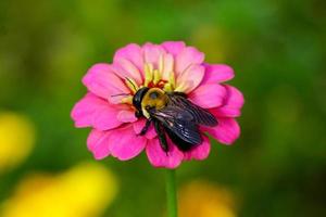 la abeja carpintera se sienta en una flor rosa brillante foto