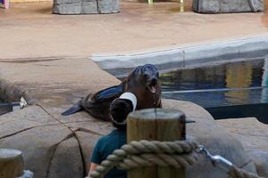 foca actuando bajo comando en el zoológico foto