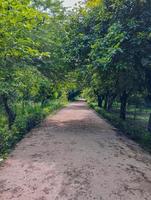 imagen libre de la pasarela del bosque denso foto