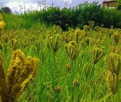 Corn Field Photo Free Download