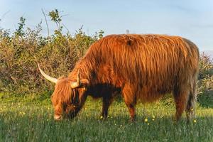 Highlander cows in the dunes of Wassenaar The Netherlands. photo