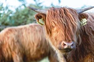 Highlander cows in the dunes of Wassenaar The Netherlands. photo