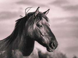 Wild horses in the fields in Wassenaar The Netherlands. photo