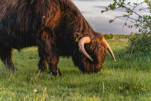 Highlander cows in the dunes of Wassenaar The Netherlands. photo