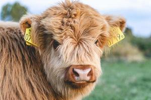 vacas montañesas en las dunas de wassenaar los países bajos. foto