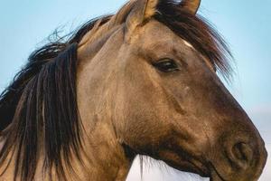 caballos salvajes en los campos en wassenaar los países bajos. foto