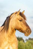 Wild horses in the fields in Wassenaar The Netherlands. photo