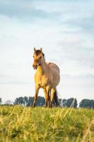 Wild horses in the fields in Wassenaar The Netherlands. photo