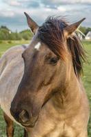 caballos salvajes en los campos en wassenaar los países bajos. foto