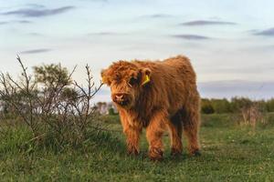 Highlander cows in the dunes of Wassenaar The Netherlands. photo