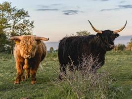 Highlander cows in the dunes of Wassenaar The Netherlands. photo