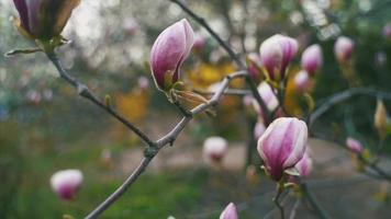 Handheld close up of pink buds on a magnolia tree video