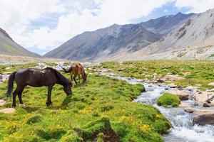 Horse in a green meadow. photo