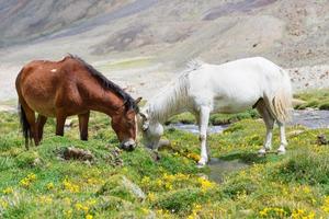 Horse in a green meadow. photo