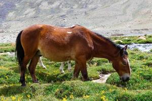 caballo en un prado verde. foto