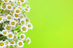 Small white chrysanthemums look like chamomiles bouquet. Bunch of flowers on bright green background. Summer and spring holidays. Greeting card with place for text. photo