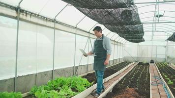 um agricultor masculino moderno experimenta trabalhando com laptop em estufa de plantação. homem jardineiro verifica e inspeciona o crescimento de vegetais, culturas de viveiro de agricultura e produtos frescos orgânicos da natureza verde. video