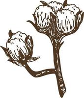 hand draw ink cotton plant. Botanical illustrations. Sketch. vector