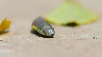 larva de mosca de sierra de abedul verde arrastrándose sobre el pavimento, macro. dof bajo. video