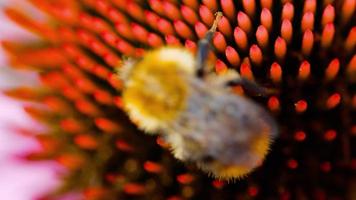 Bumblebee collects nectar on a pink Echinacea flower, slow motion video