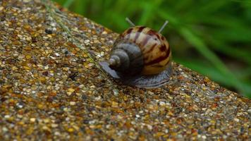 Snail gliding on the wet pavement. Large white mollusk snails with light brown striped shell video