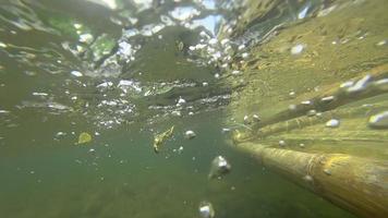 Trip of Bamboo rafting in the tropical forest in Khao Lak, Thailand video