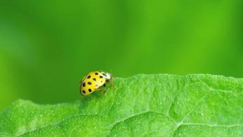 Yellow Ladybug on the strawberry leaf video