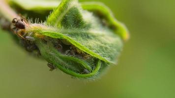 Ants on green branch graze on colony of aphids. Green Aphids pests. View macro in wildlife video