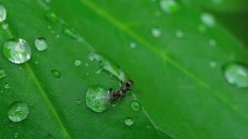 primer plano de una hormiga y pulgón en la hoja con gotas de agua video