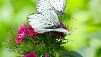 aporia crataegi schwarz geäderter weißer Schmetterling, der sich auf Nelkenblüte paart video