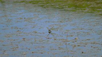 Dragonfly lays eggs on the pond video