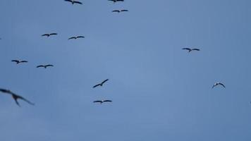 Flock of Asian Openbill Anastomus oscitans flying overhead in blue sky during migration season in Phuket island, Thailand. video