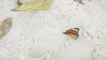 borboleta monarca danaus plexippus alimentando-se de perto, câmera lenta