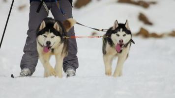 gare di skijoring. festival dedicato ai cani di razza nordica. video